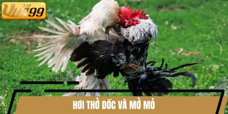 Bạn cần quan sát hơi thở để nhận biết gà trên cơ vẫn thua