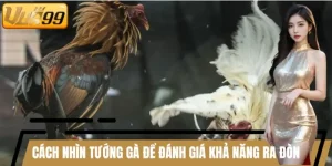Cách Nhìn Tướng Gà Để Đánh Giá Khả Năng Ra Đòn
