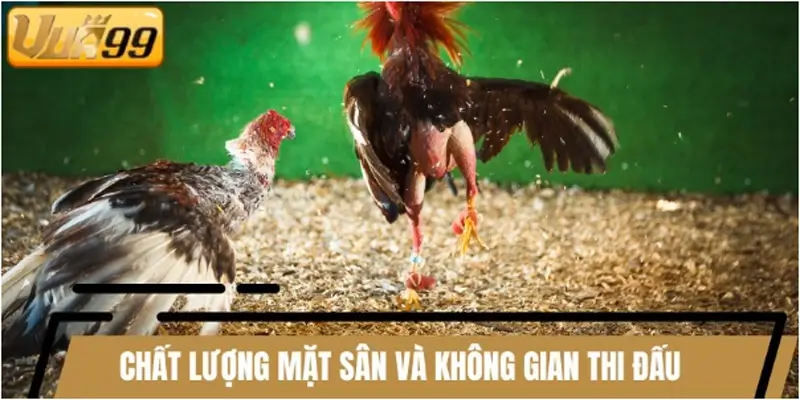 Chất lượng mặt sân thi đấu
