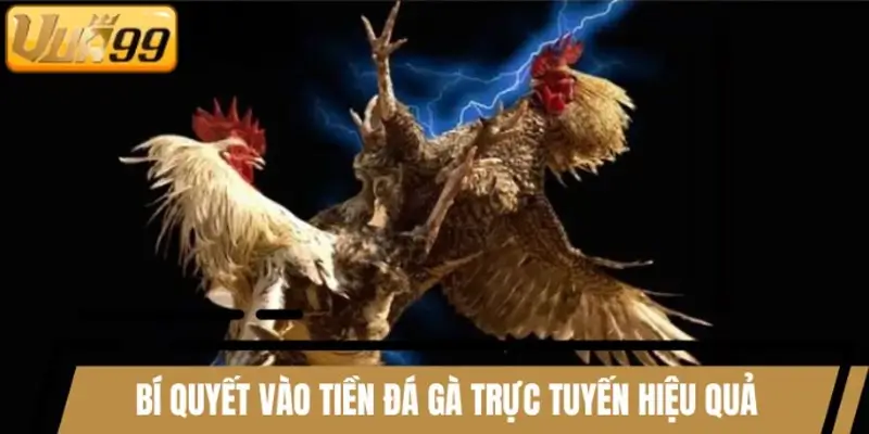 Chia sẻ bí quyết vào tiền đá gà trực tuyến hiệu quả Chia sẻ bí quyết vào tiền đá gà trực tuyến hiệu quả