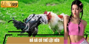 Đá gà có thể lật kèo