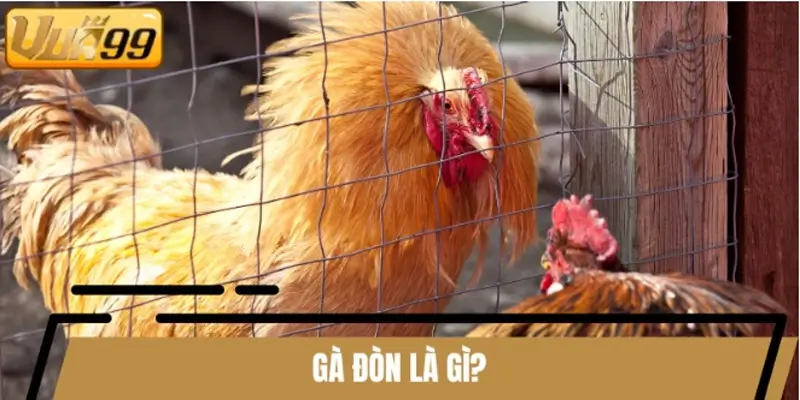 Gà đòn là dòng giống có ngoại hình vô cùng vạm vỡ