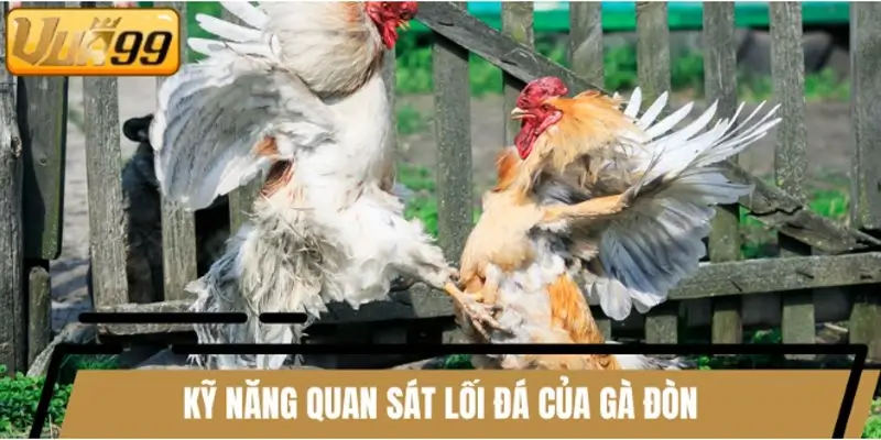 Khi phân biệt gà đòn - gà cựa, hãy quan sát lối đá