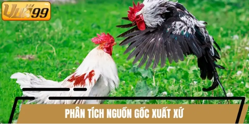 Phân tích nguồn gốc xuất xứ