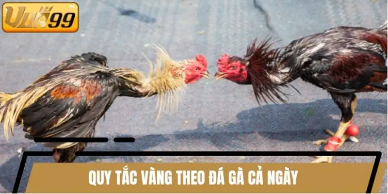 Quy tắc vàng theo đá gà cả ngày