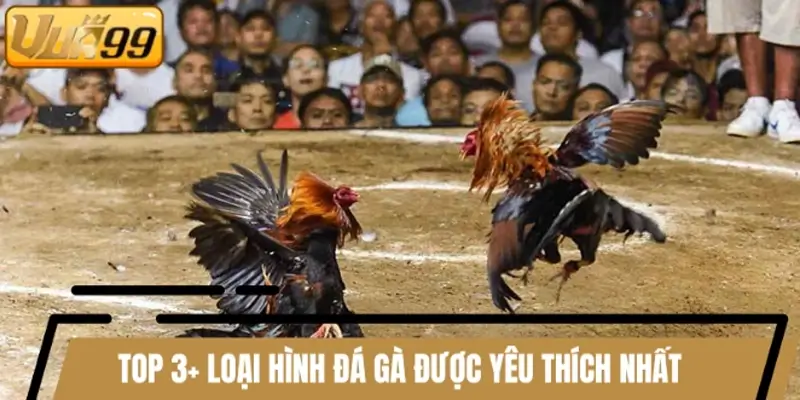 Top 3+ loại hình đá gà được yêu thích nhất
